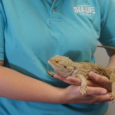 Bearded Dragon | SEA LIFE Kansas City Aquarium