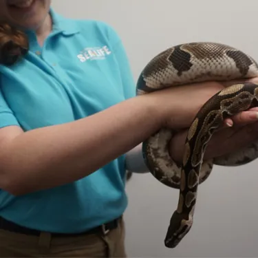 Ball Python | SEA LIFE Kansas City Aquarium