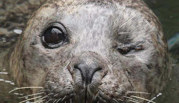 Seal | SEA LIFE Kansas City