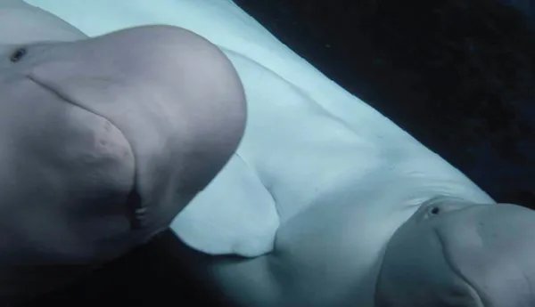 Beluga Whale Sanctuary | SEA LIFE Kansas City