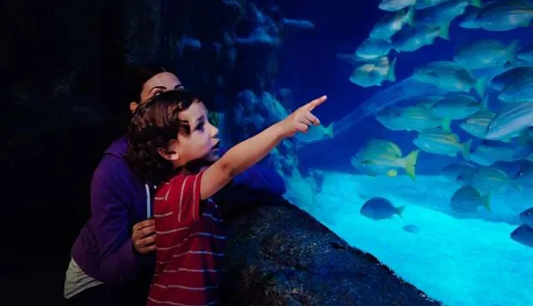 Harbor Exhibit | SEA LIFE Michigan Aquarium