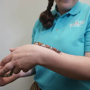 Milk Snake | SEA LIFE Kansas City Aquarium
