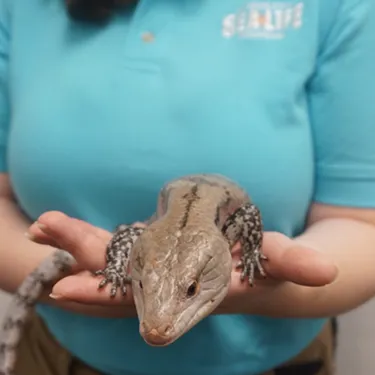 Skink | SEA LIFE Kansas City Aquarium
