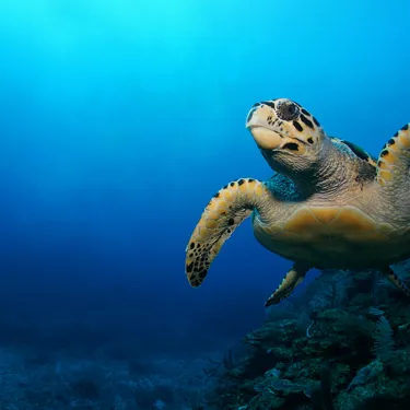 Turtle | SEA LIFE Aquarium